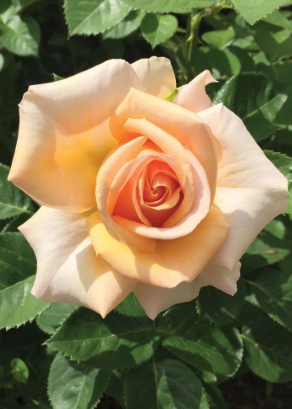 Potted Roses: Best For Cutting